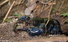 Euastacus fleckeri
