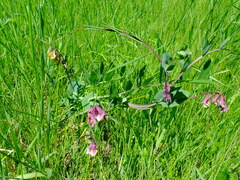 Lathyrus pisiformis