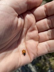 Hippodamia quinquesignata