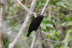 Chalcomitra amethystina