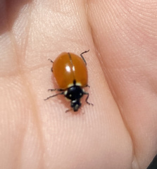 Hippodamia quinquesignata