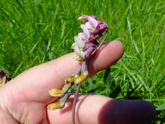 Lathyrus pisiformis