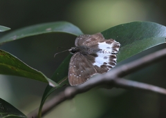 Tagiades menaka
