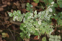Erysiphe palczewskii