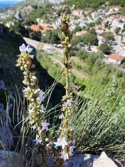 Campanula pyramidalis