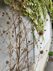 Dipsacus strigosus