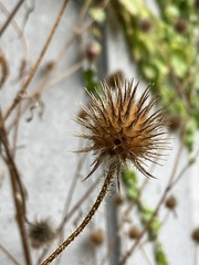 Dipsacus strigosus