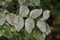 Erysiphe palczewskii