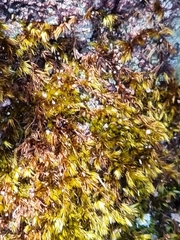 Campylopus introflexus