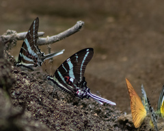 Graphium rhesus