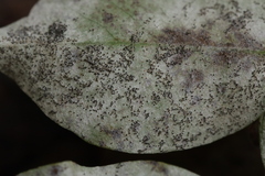 Erysiphe palczewskii