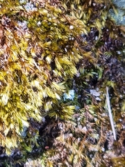 Campylopus introflexus