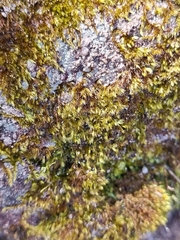 Campylopus introflexus