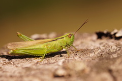 Mecostethus parapleurus