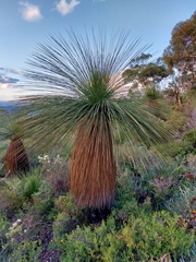 Xanthorrhoea acanthostachya