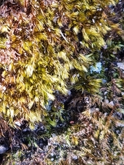 Campylopus introflexus