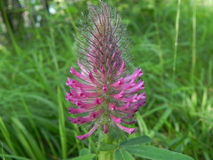 Trifolium rubens