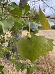 Pemphigus obesinymphae