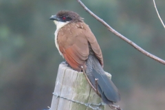 Centropus superciliosus burchellii