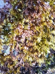 Campylopus introflexus