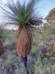 Xanthorrhoea acanthostachya