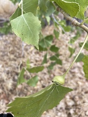 Pemphigus obesinymphae