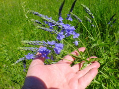 Veronica teucrium