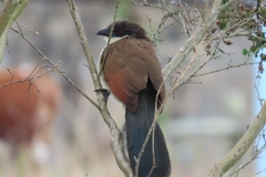 Centropus superciliosus burchellii