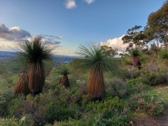 Xanthorrhoea acanthostachya