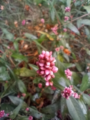 Persicaria maculosa