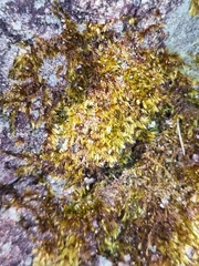 Campylopus introflexus