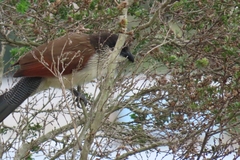 Centropus superciliosus burchellii