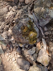 Campylopus introflexus