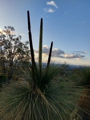 Xanthorrhoea acanthostachya
