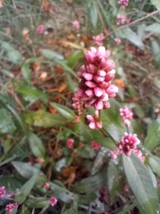 Persicaria maculosa