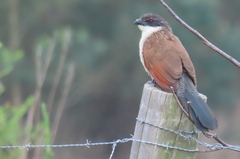 Centropus superciliosus burchellii