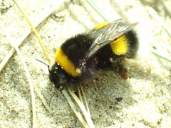 Bombus lucorum