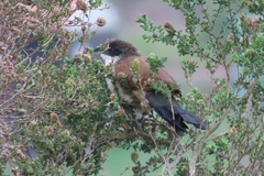 Centropus superciliosus burchellii