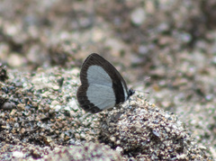 Psychonotis piepersii