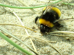 Bombus lucorum