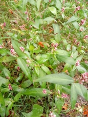 Persicaria maculosa