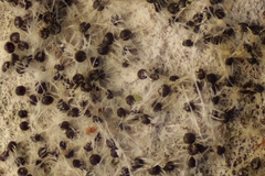 Erysiphe palczewskii