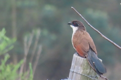 Centropus superciliosus burchellii