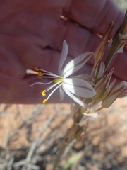 Chlorophytum crassinerve