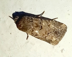 Spodoptera exigua
