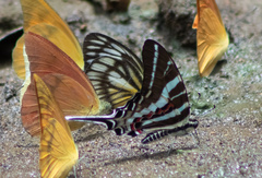 Graphium rhesus