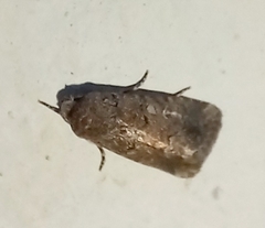 Spodoptera exigua