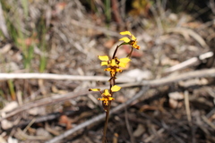 Diuris maculata