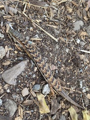 Elgaria multicarinata multicarinata