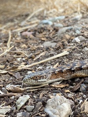 Elgaria multicarinata multicarinata